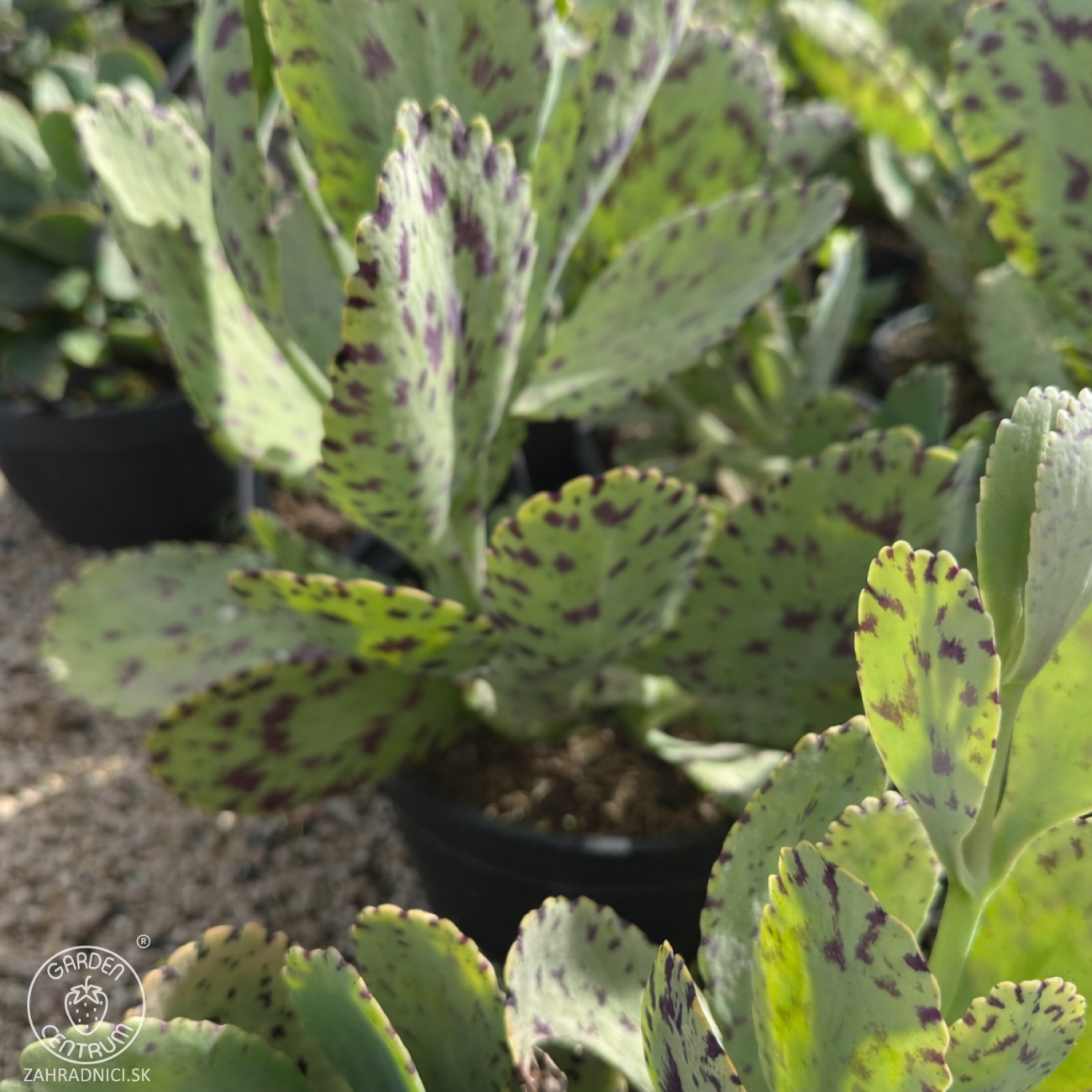 Obrázok Kalanchoe mramorovaná (Kalanchoe marmorata) - výška 15-20 cm, ⌀ 30-35 cm, kont.C5L